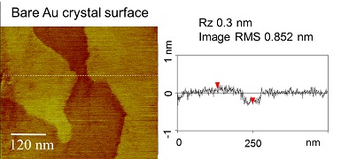 Atomically flat surface of a gold single crystal (AFM image)